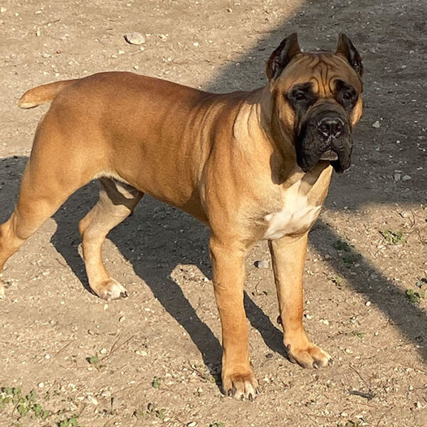 OUR STUDS - THOROUGHBRED CANE CORSO