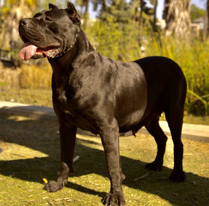 OUR FEMALES - THOROUGHBRED CANE CORSO