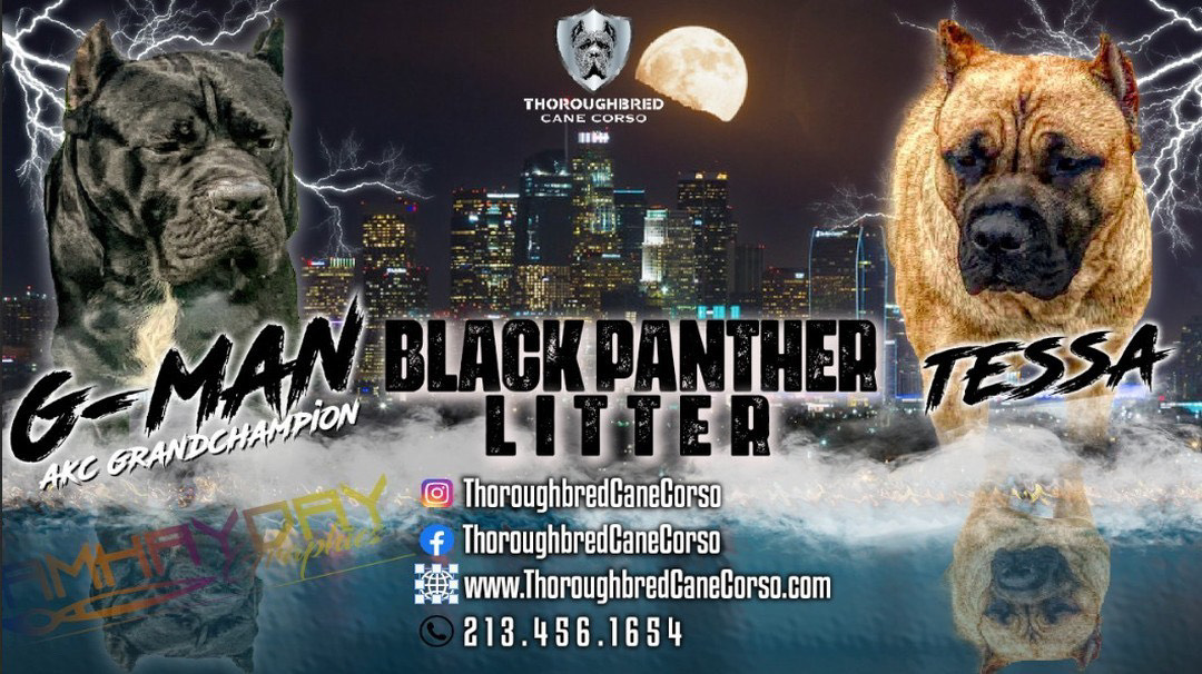 Black Panther Cane Corso litter featuring AKC Grand Champion G Man and Tessa from Thoroughbred Cane Corso