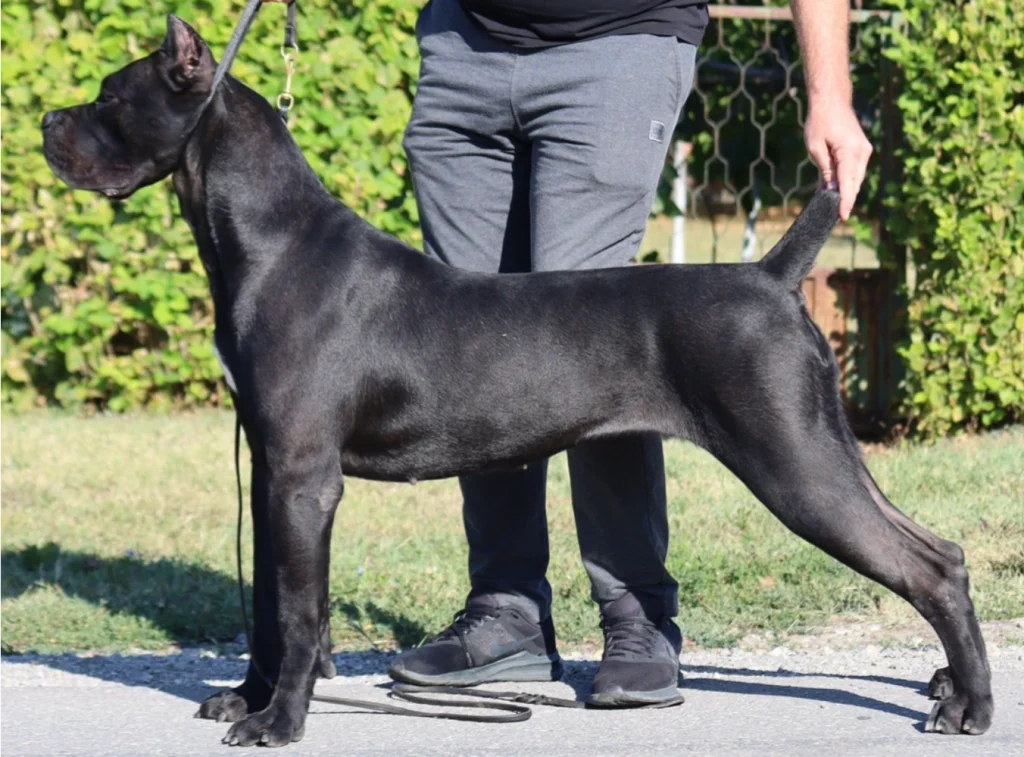 Black Cane Corso Nikka Custodi Nos in side stack showing balanced proportions and structure