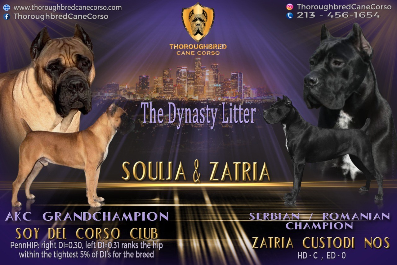 Dynasty Cane Corso litter from AKC Grand Champion Soulja and Serbian Romanian Champion Zatria Custodi Nos