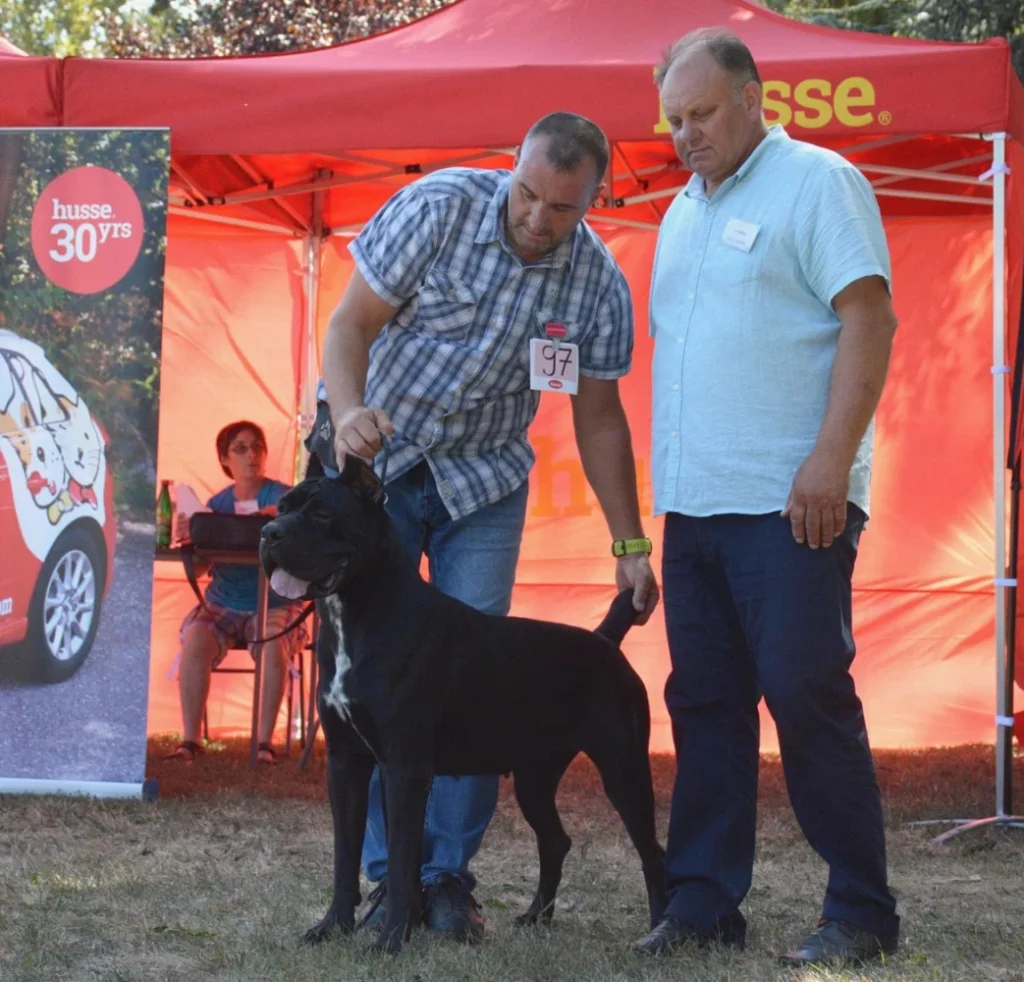 Zatria Custodi Nos Serbian and Romanian Champion Cane Corso evaluated in the show ring