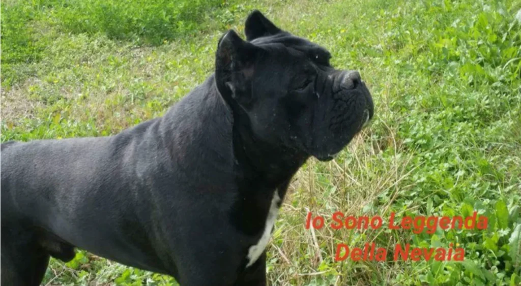 Close up head portrait of Zatria Custodi Nos Cane Corso showing strong breed type and expression