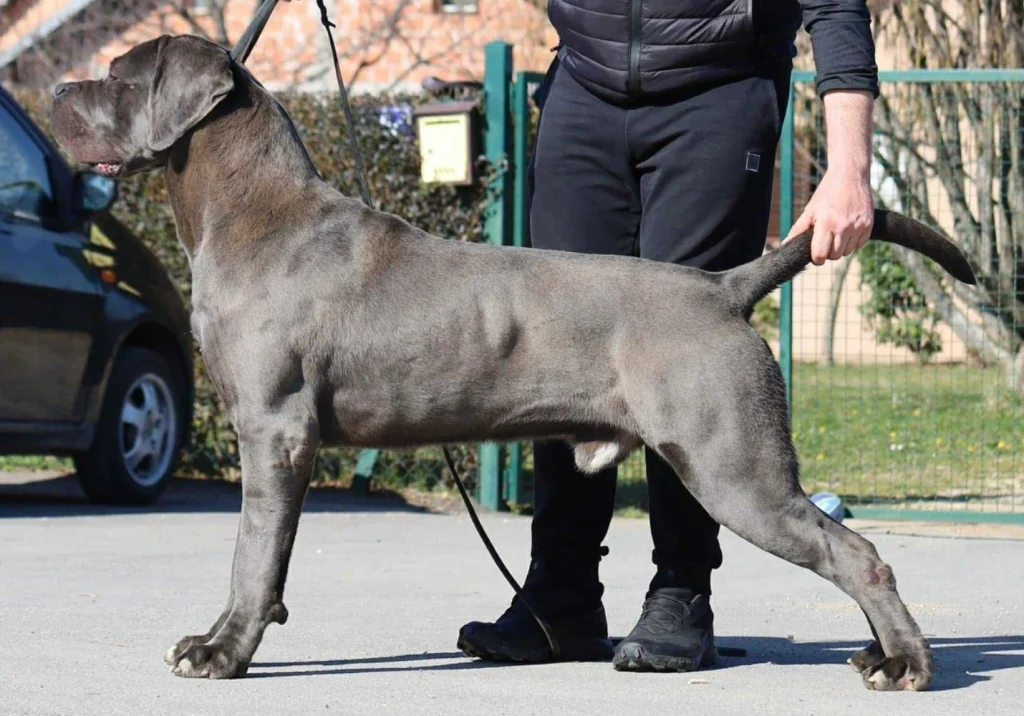 Fantom Custodi Nos grey Cane Corso male standing in profile showing strong structure and balance