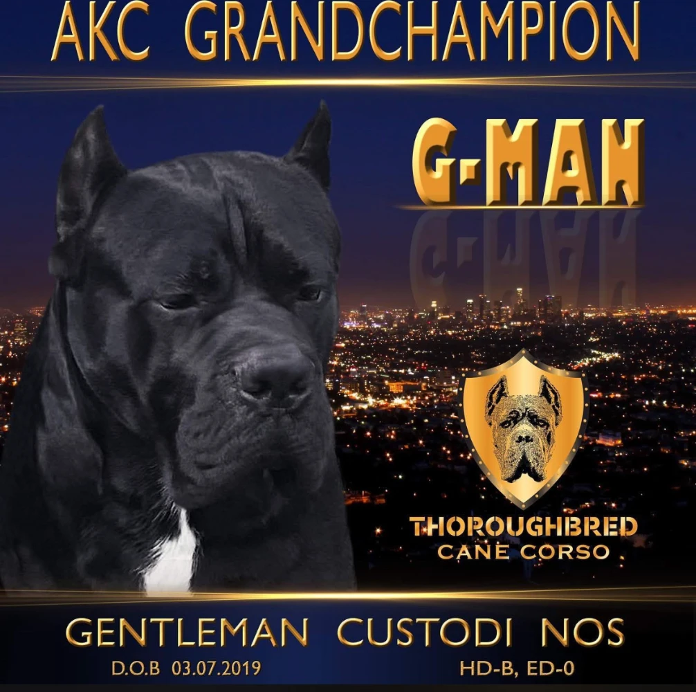 GCH Gentleman G Man Custodi NOS, AKC Grand Champion Cane Corso stud from Thoroughbred Cane Corso, displaying strong structure, black coat, and confident expression