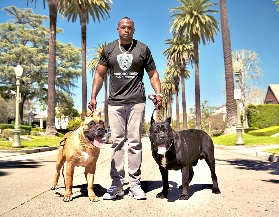 Thoroughbred Cane Corso breeder walking two champion Cane Corso dogs, demonstrating strong temperament, structure, and responsible breeding standards