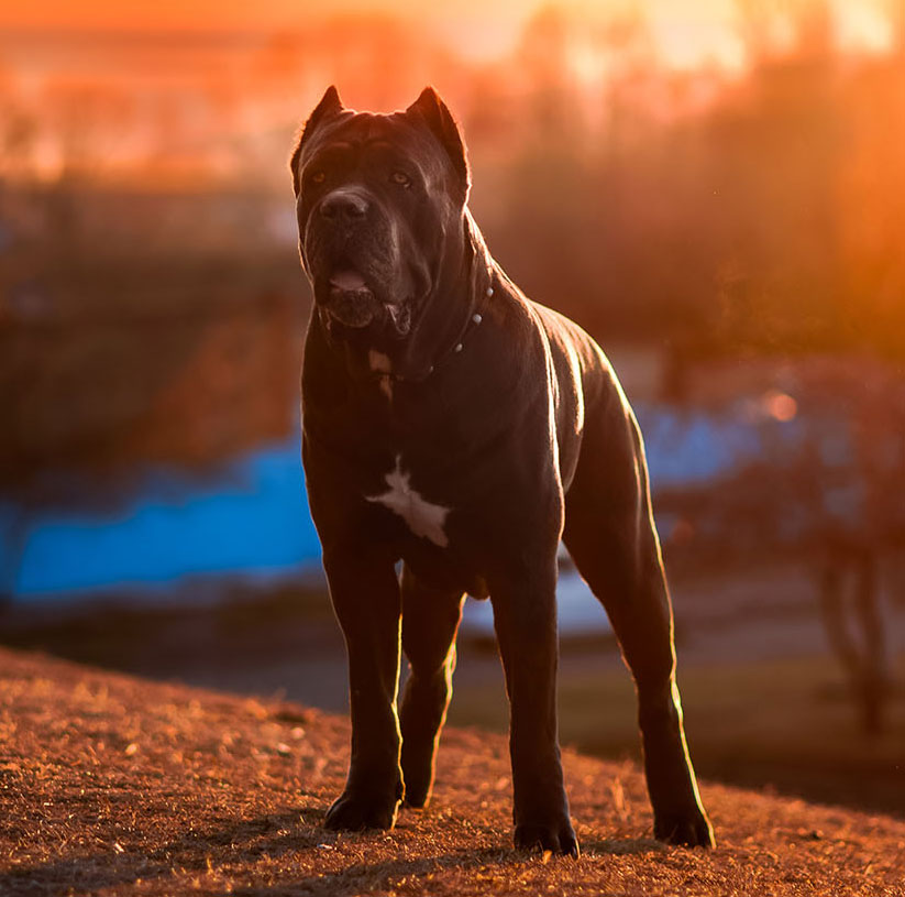 Powerful Cane Corso dog from Thoroughbred Cane Corso standing alert at sunset, representing loyalty, protection, family companionship, and guardian instincts