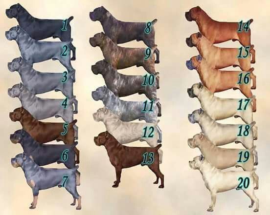 Illustration showing multiple Cane Corso coat color variations and breed examples