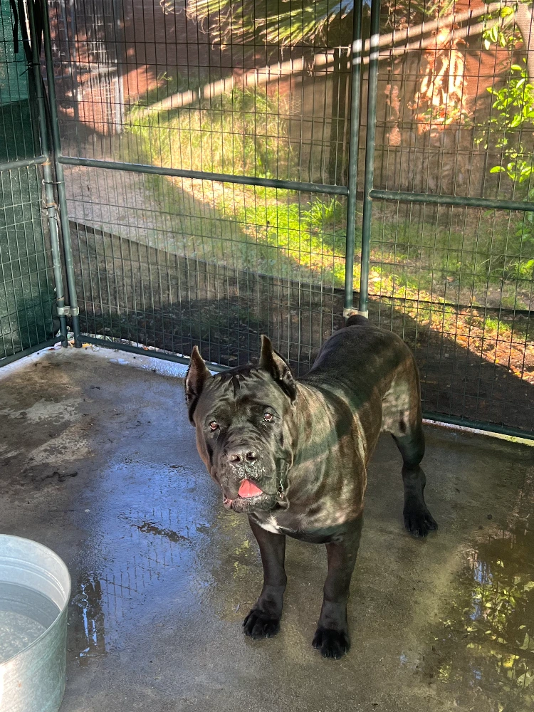 Thoroughbred Sniper, AKC Champion Cane Corso from Thoroughbred Cane Corso, showing strong structure, black coat, and confident stance