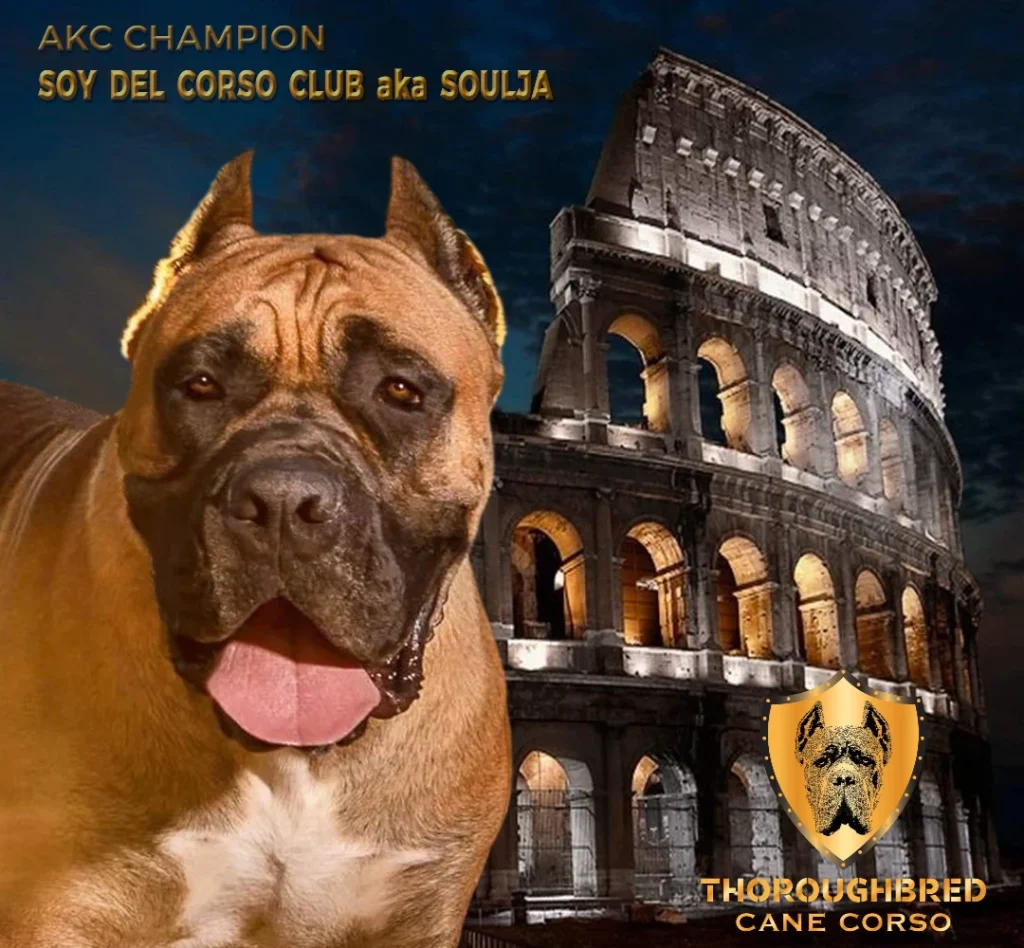 GCH Soy Soulja Delcorso Club, AKC Grand Champion Cane Corso stud from Thoroughbred Cane Corso, showcasing correct structure, fawn coat, and strong breed type