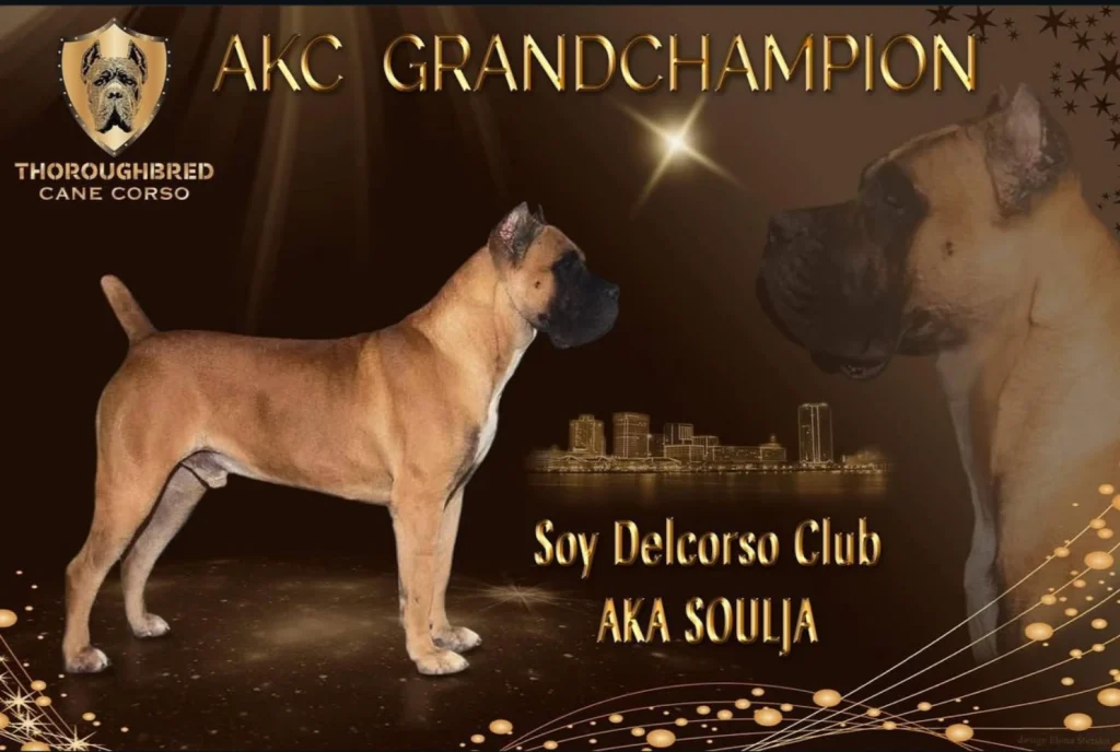 GCH Soy Soulja Delcorso Club, AKC Grand Champion Cane Corso stud from Thoroughbred Cane Corso displayed in official champion presentation