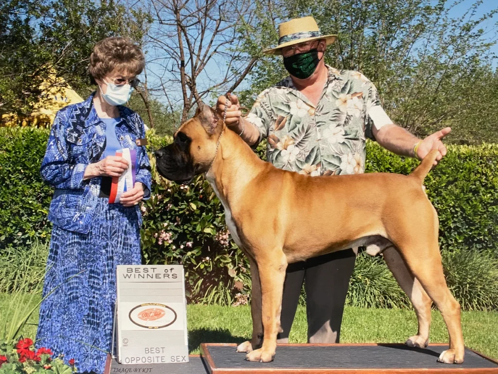 GCH Soy Soulja Delcorso Club Cane Corso stud presented at a dog show, demonstrating correct conformation, stance, and breed standard