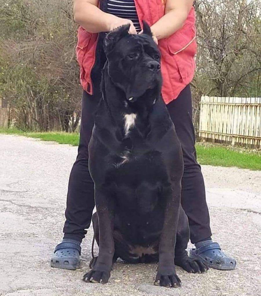 Tifany Custodi Nos black Cane Corso female front view showing head type, chest, and expression