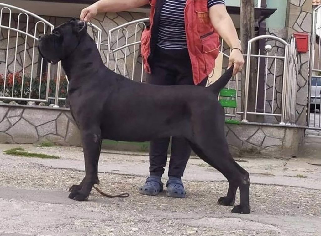 Tifany Custodi Nos black Cane Corso female stacked in side profile showing topline, rear angulation, and structure